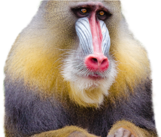 Monkey Png Transparent Images - Mandrill Clipart (640x480), Png Download