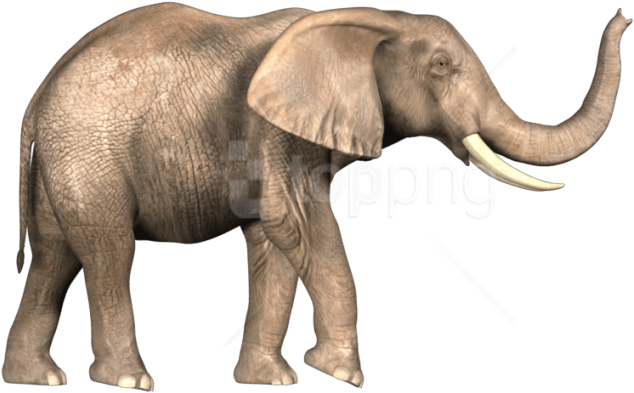 Bahubali Elephant Png Clipart (850x425), Png Download