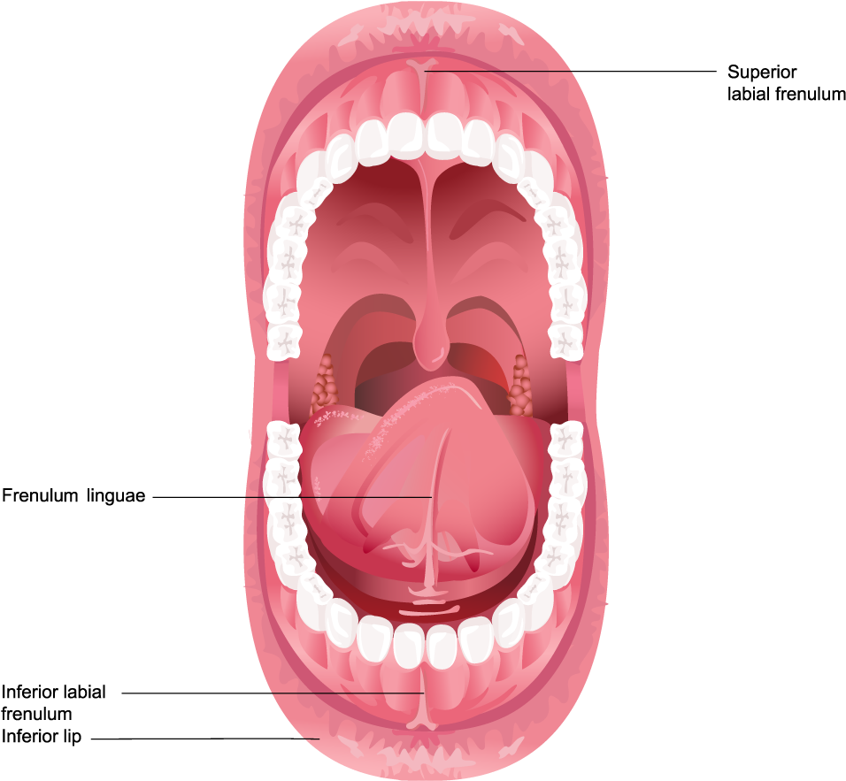 Illustration Of Frenulum In The Mouth - Diagram Of The Mouth Clipart (956x883), Png Download