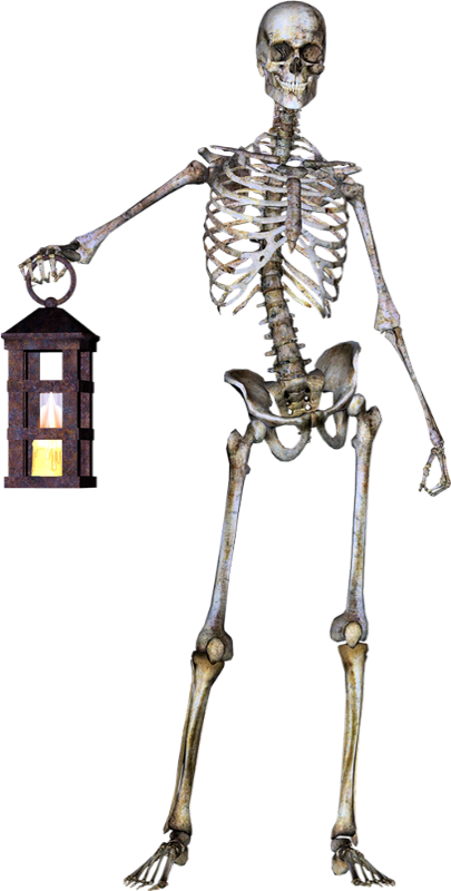 Skeleton Clipart (405x800), Png Download