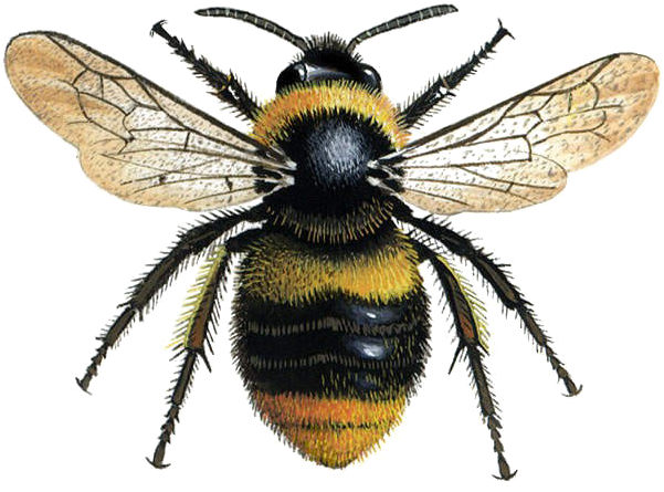 Bumblebee Bee Clipart (600x600), Png Download