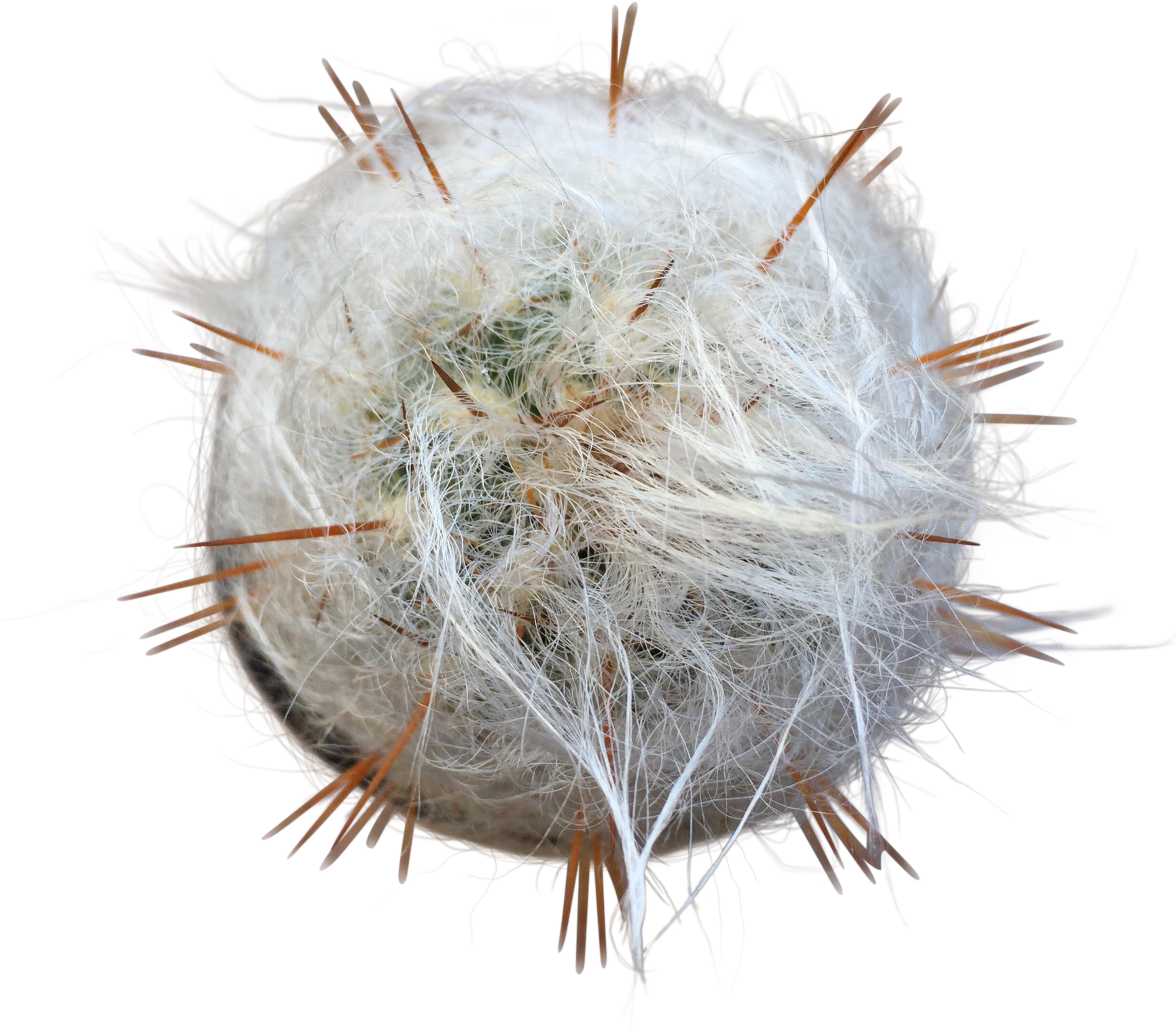 Old Man Cactus , Png Download Clipart (1731x1517), Png Download