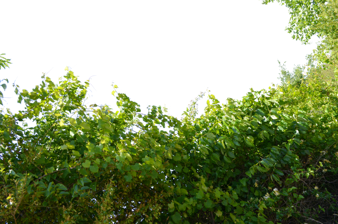 Green Vines Png - Vines Png Clipart (1098x727), Png Download