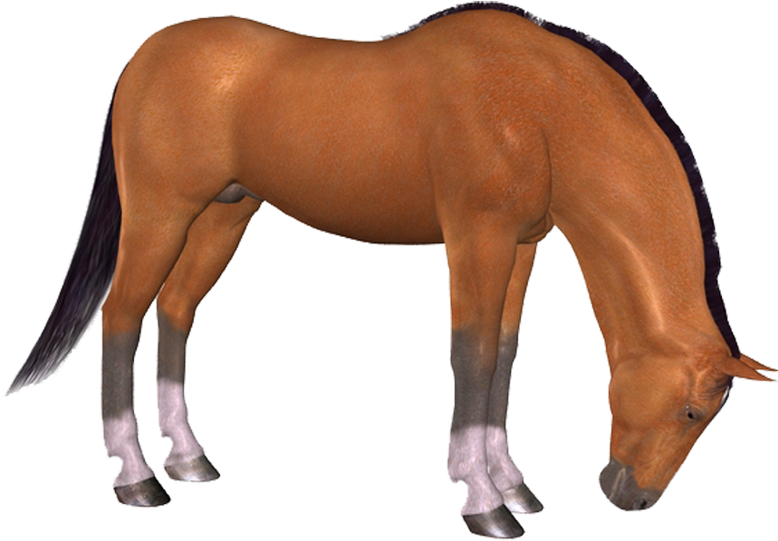 Png Horse, Png At, Png Horse Images, Png At Resimleri, - Photoshop Clipart (859x598), Png Download