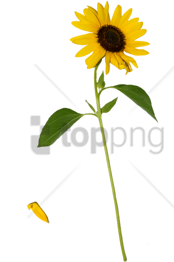 Free Png Sunflower Png Png Image With Transparent Background - Sunflower With Stem Png Clipart (480x725), Png Download