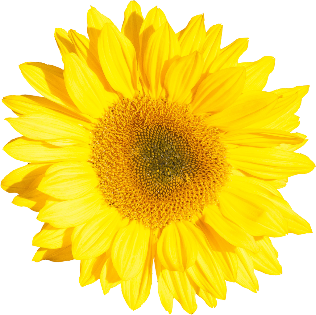 Png File Size - Yellow Flower No Background Clipart (1024x1019), Png Download