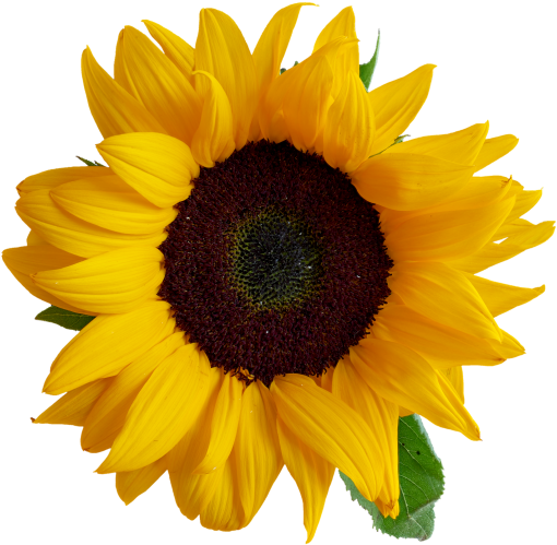 Sunflower - Sunflower Transparent Clipart (866x650), Png Download