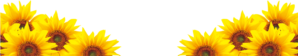 Sunflower Png Clip Art Image - Borde Girasoles Png Transparent Png (1000x314), Png Download
