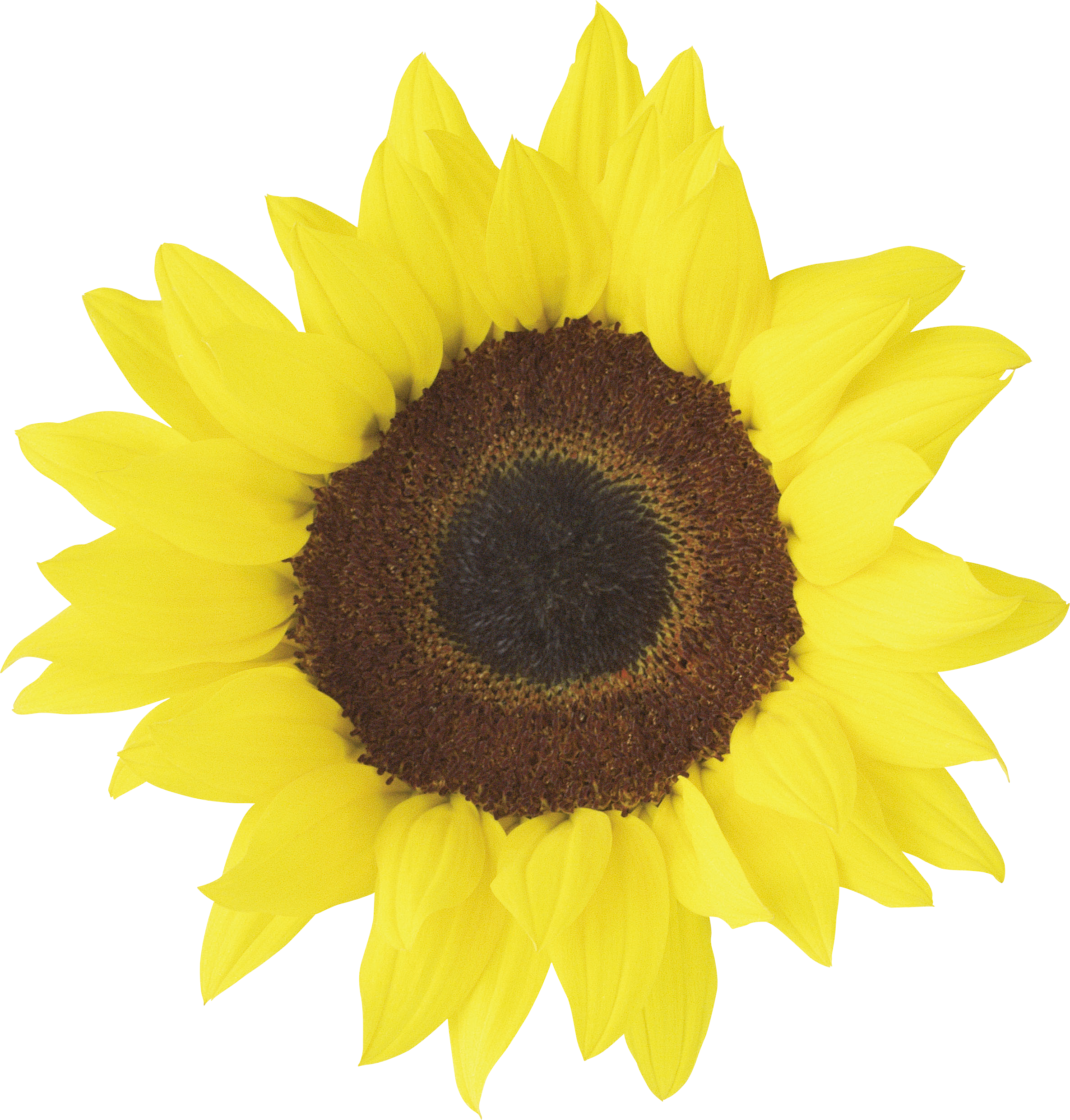 Shape Sunflower Png Image - Sunflowers Images Free Download Clipart (2371x2482), Png Download