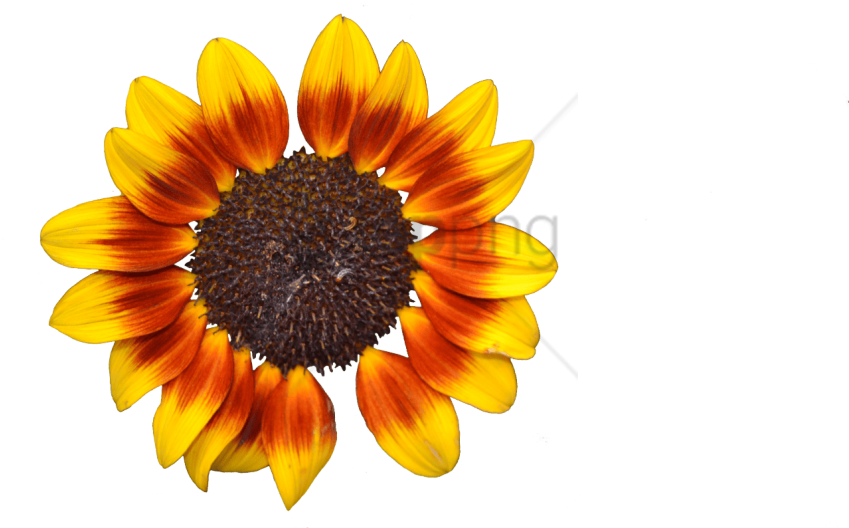 Free Png Download Sunflower Png Tumblr Png Images Background - Sunflower Clipart (850x567), Png Download