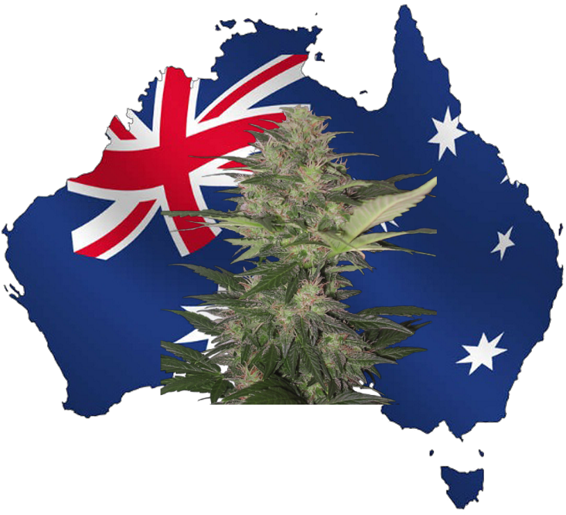 Arnotts Tim Tam Double Coated Biscuit 200g Clipart (815x742), Png Download