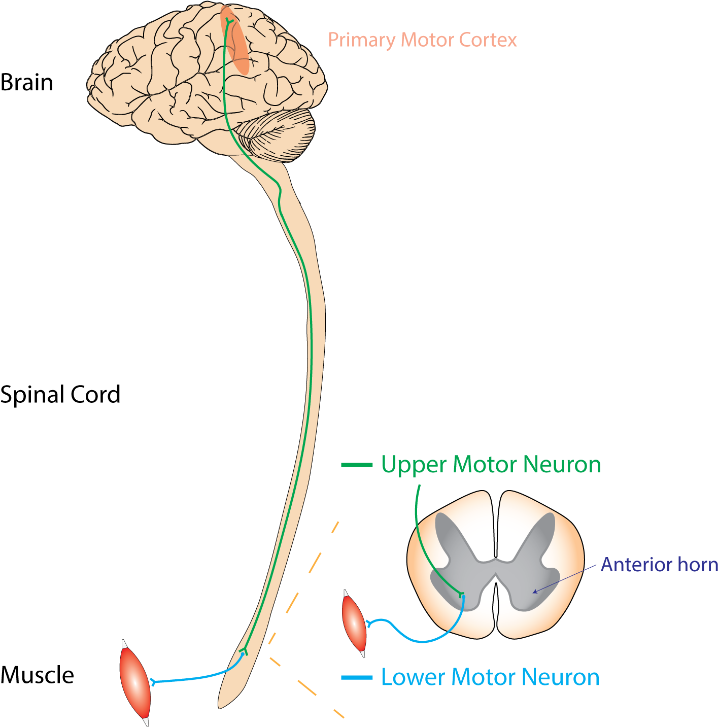 Umn Vs Lmn - Brain Clipart (1477x1496), Png Download