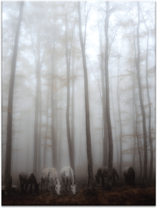 Fog - Woodland Clipart (900x900), Png Download
