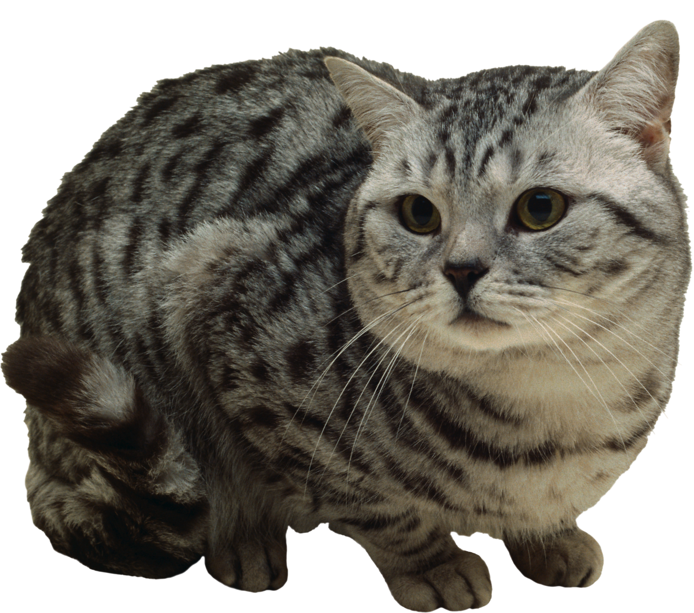 Download Cat Png Image With Transparent Background - Asian Clipart (1600x1414), Png Download