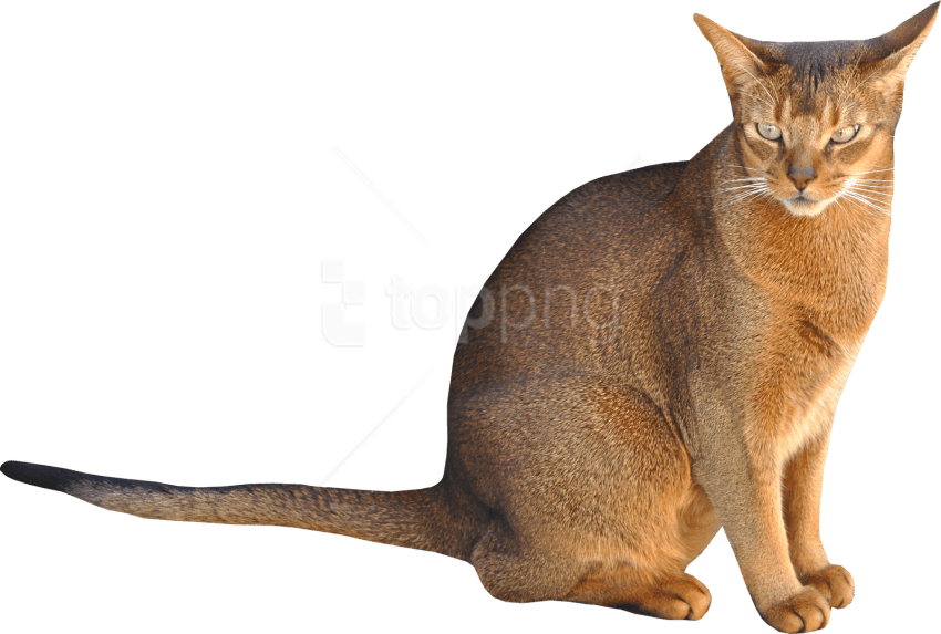 Free Png Download Sitting Cat Png Images Background - Sitting Cat No Background Clipart (850x573), Png Download