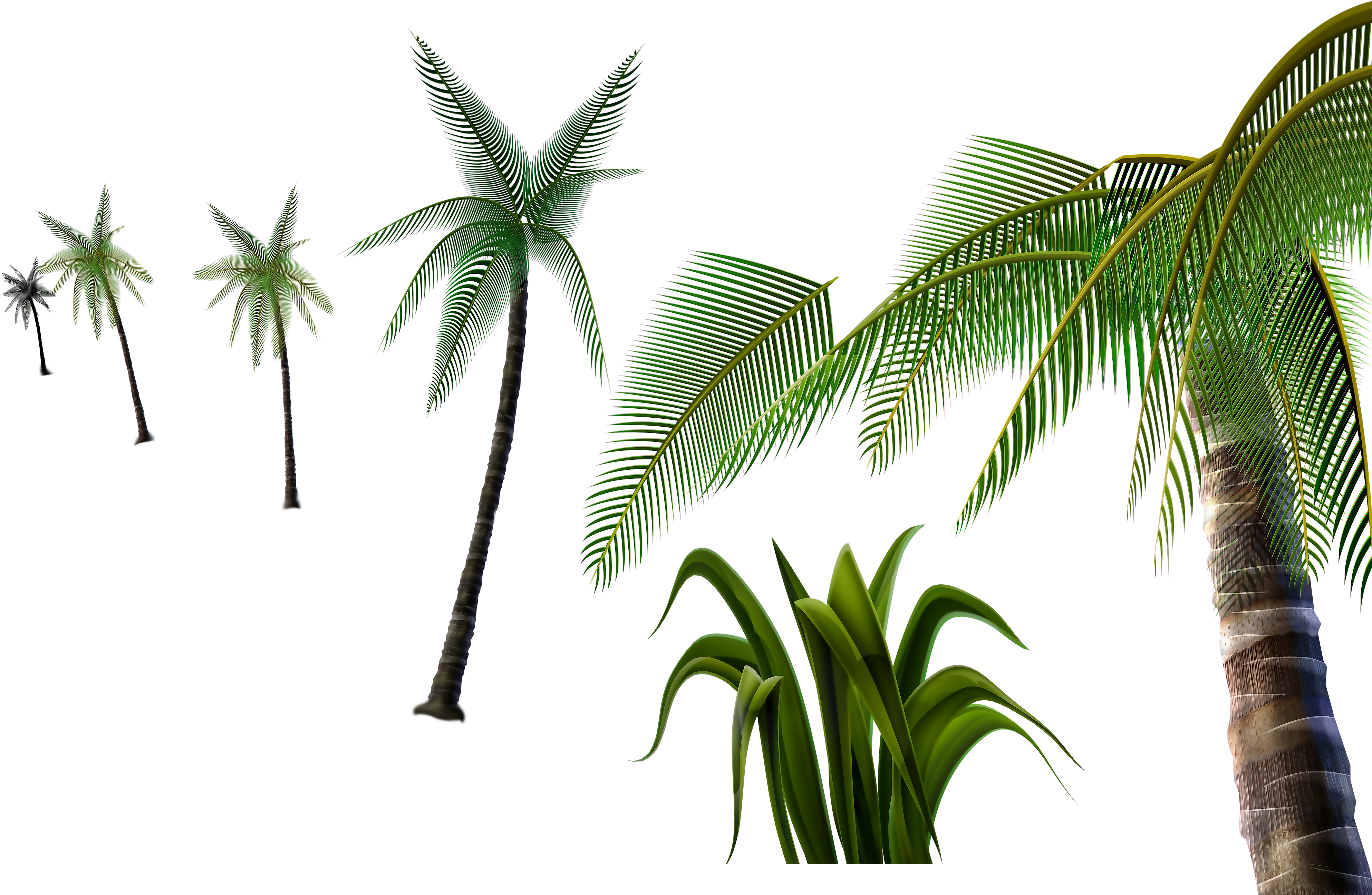 3d Palm Tree Png - Attalea Speciosa Clipart (4000x2609), Png Download