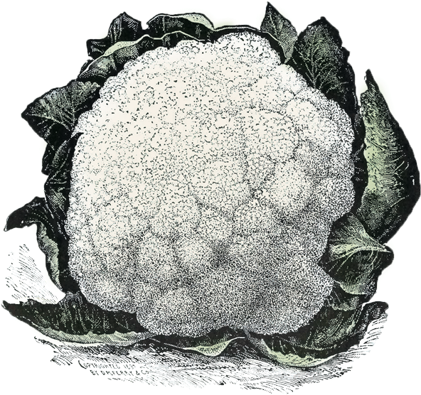 Bring On The Brassicas - Illustration Clipart (657x572), Png Download