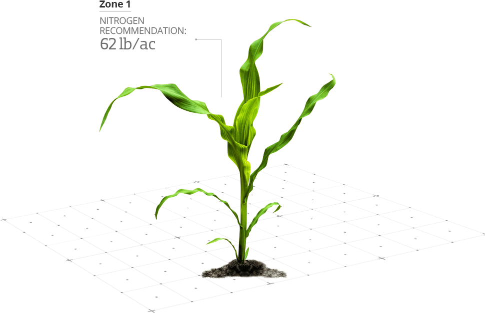 N-manager - Milho Planta Clipart (971x667), Png Download