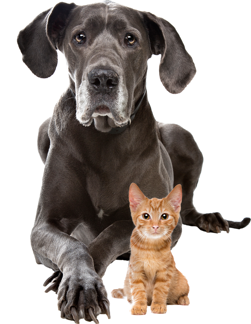 Dog And Cat Transparent Background - Animal Shelter Fundraiser Invitation Clipart (835x1080), Png Download