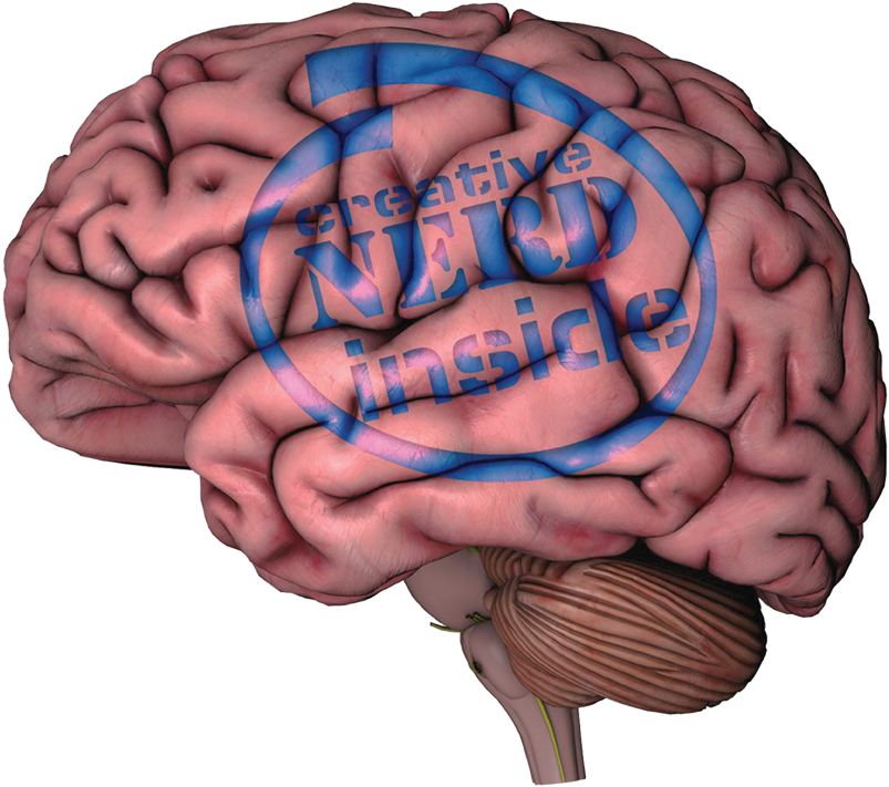 The Human Brain - Human Brain Without Labels Clipart (803x711), Png Download