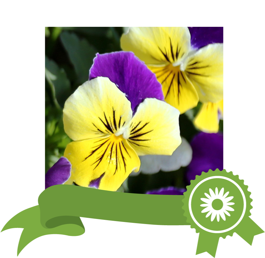 Edible Viola Cornuta Helen Mount Clipart Large Size Png Image PikPng