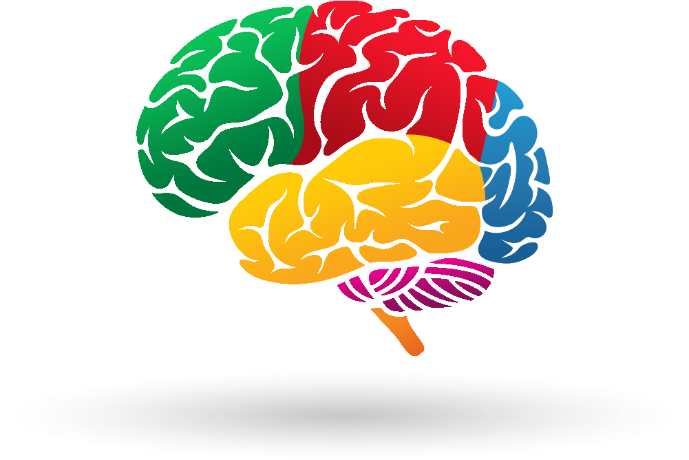 Разноцветный мозг. Мозг рисунок. Мозг на белом фоне.