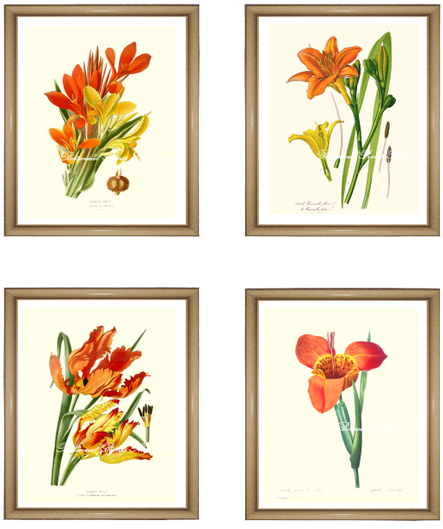 Tulip Clipart (500x629), Png Download
