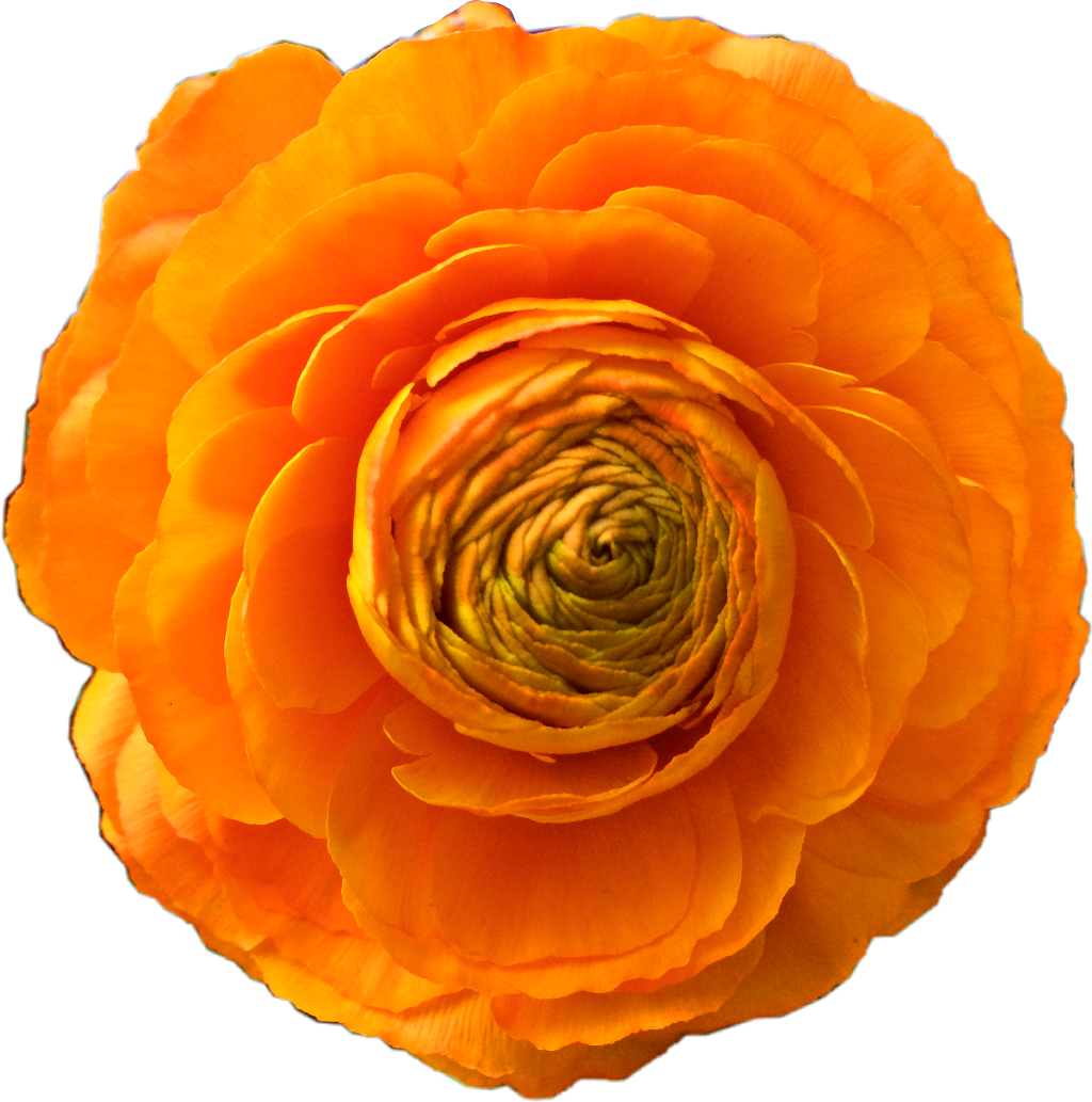Freetoedit Orangeflower Orange Flower Beautiful Freetoe - Garden Roses Clipart (1024x1033), Png Download
