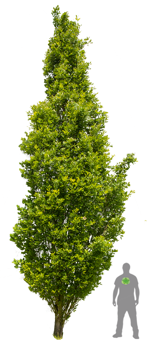 Old Trees - Quercus Robur 3d Model Clipart (900x1200), Png Download
