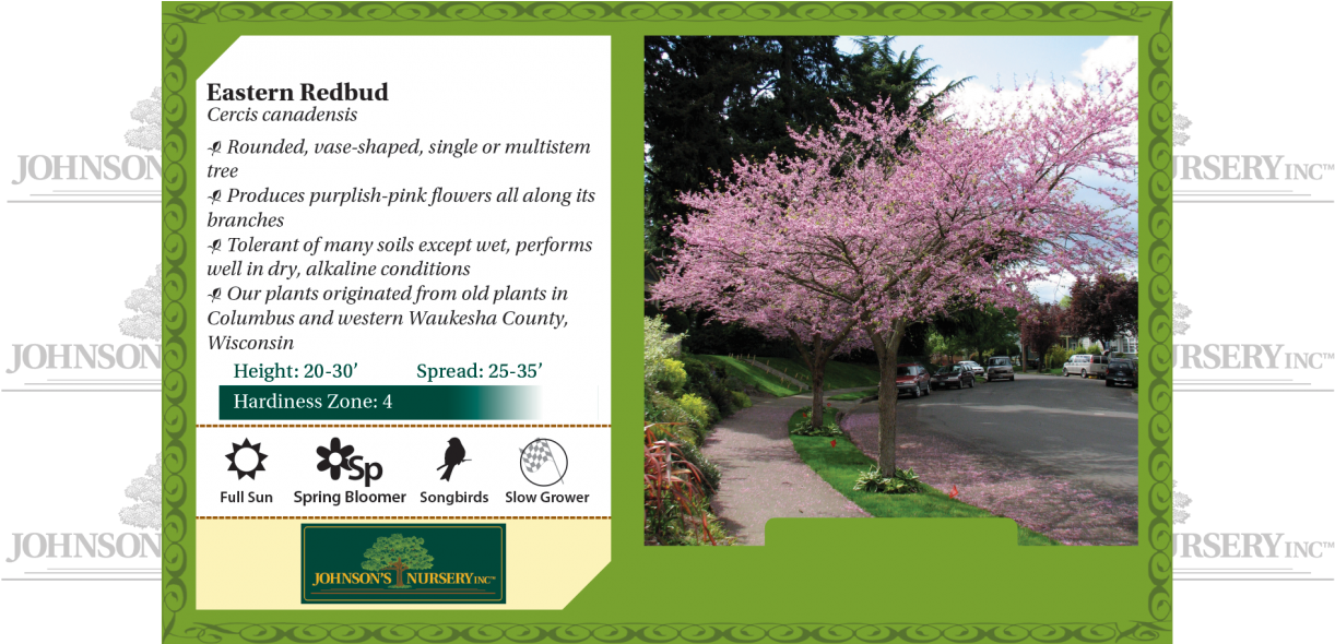 Drawing Spring Redbud Tree - Seven Son Flower Fall Color Clipart (1240x589), Png Download