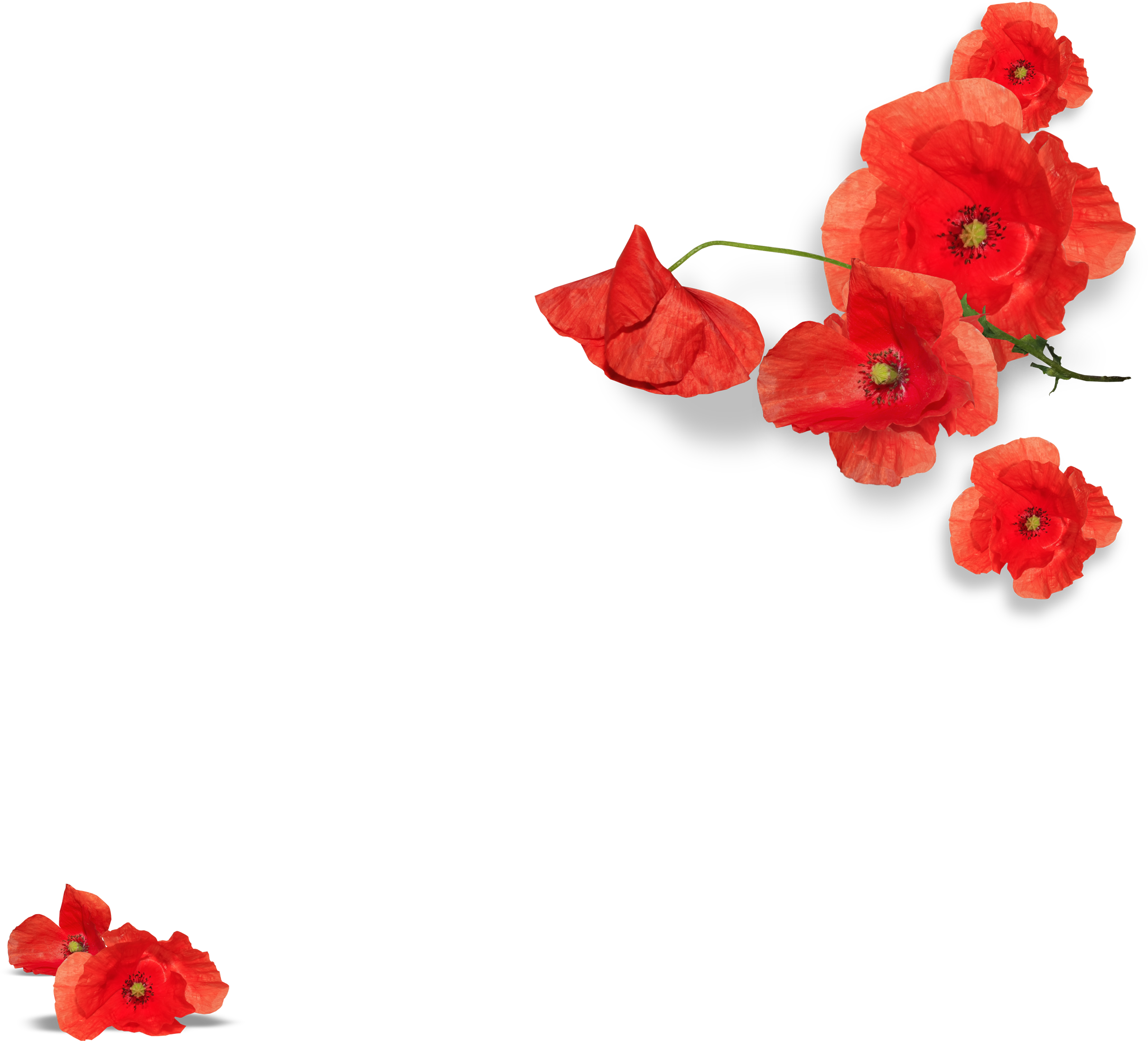 Natali Cal2013 07a - Bougainvillea Clipart (3119x3508), Png Download
