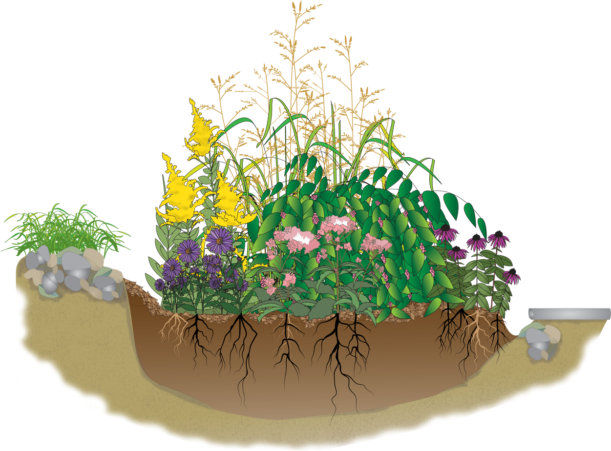 "a Rain Garden Is An Attractive, Sunken Landscape Bed - Rain Garden Clipart - Png Download (1270x938), Png Download