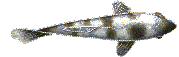 0016pin - Bass Clipart (900x900), Png Download