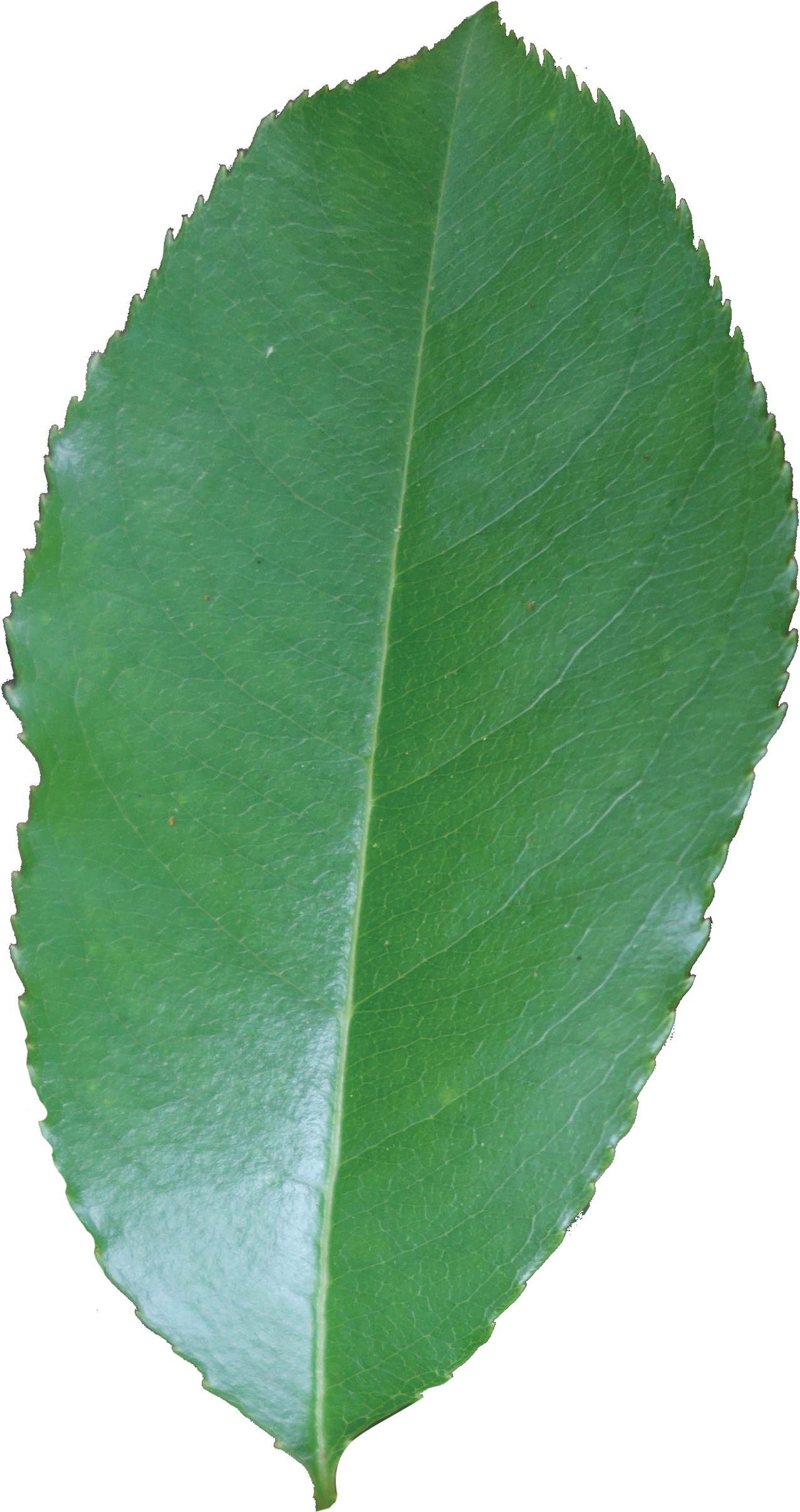 Simple - Canoe Birch Clipart (1357x2517), Png Download