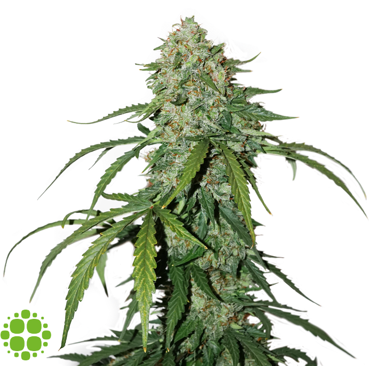 Image - Haze Clipart (800x727), Png Download