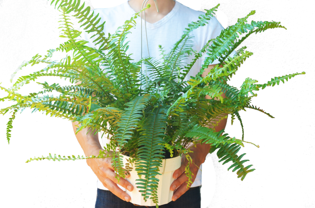 Ostrich Fern , Png Download Clipart (1024x678), Png Download