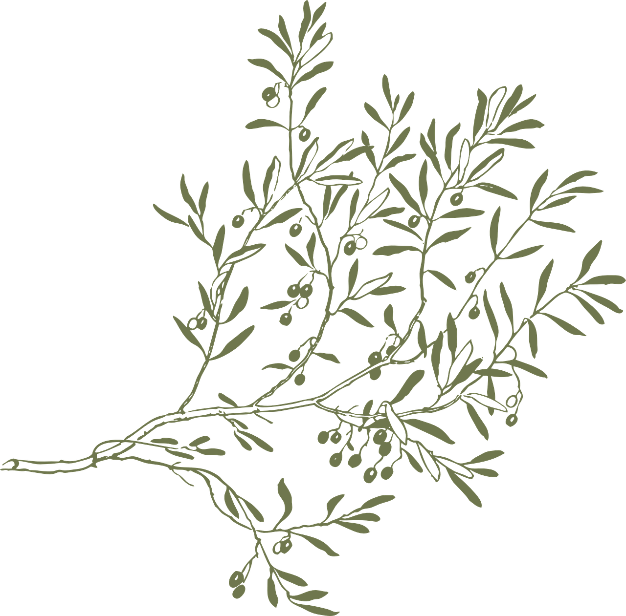 Branch Olive Leaves Twigs Green Png Image - Olive Branch Border Clip Art Transparent Png (1280x1261), Png Download