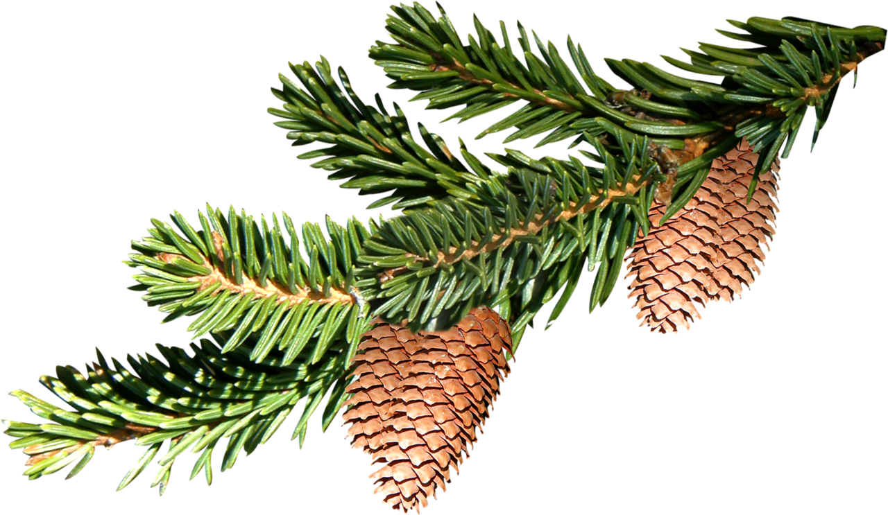 "spruce Twigs - Branche De Sapin Dessin Clipart (1280x743), Png Download
