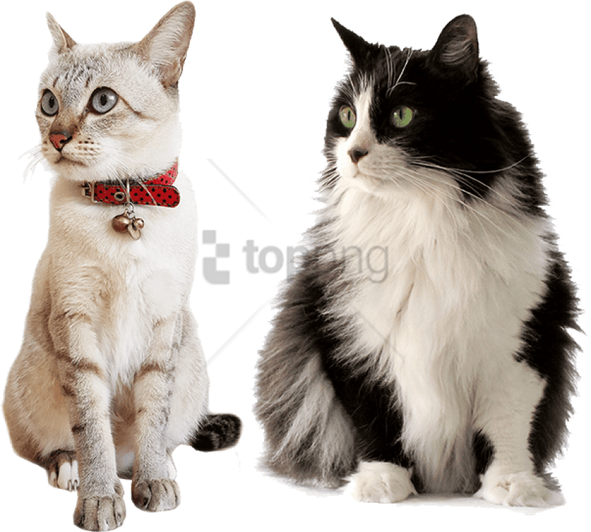 Free Png Cat Care Services In Illinois Png Image With - Comida Gato Sabor E Vida Clipart (850x765), Png Download