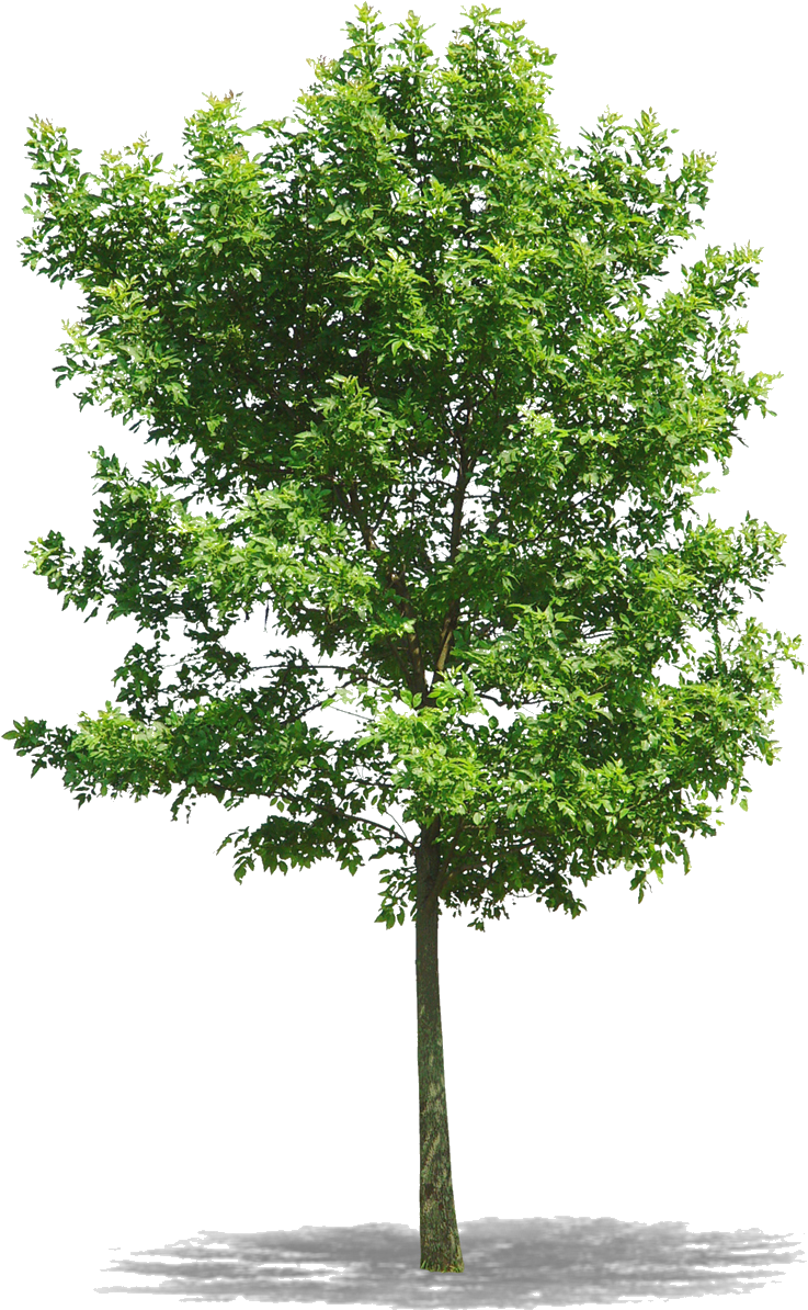 Png Arbres , Png Download Clipart (737x1194), Png Download