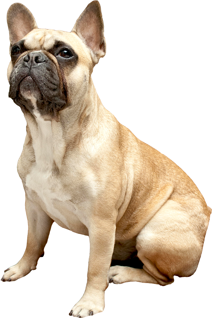 French Bulldog Png - Bulldog Francés Mascara Negra Clipart (960x1080), Png Download