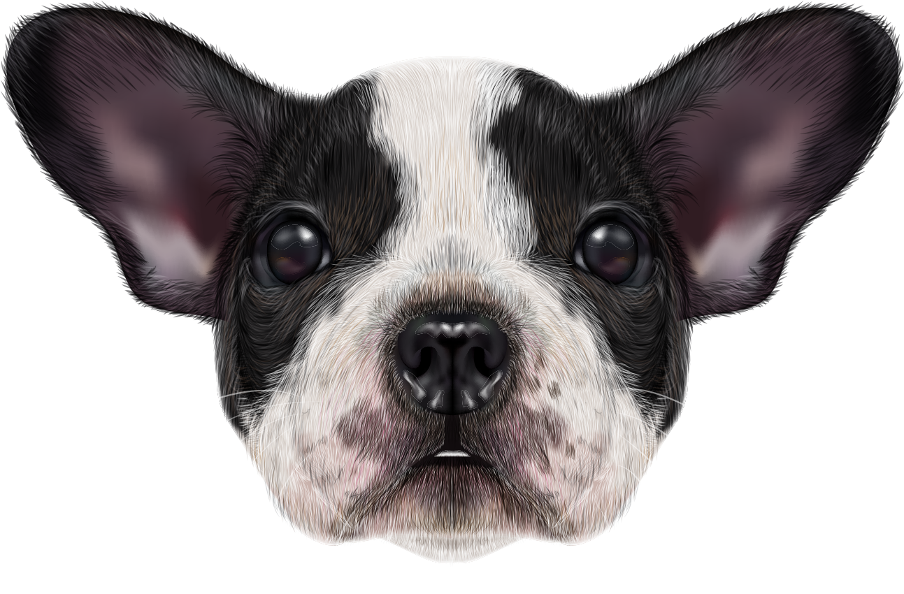 French Bulldog Png Image - Bulldog Clipart (1340x922), Png Download