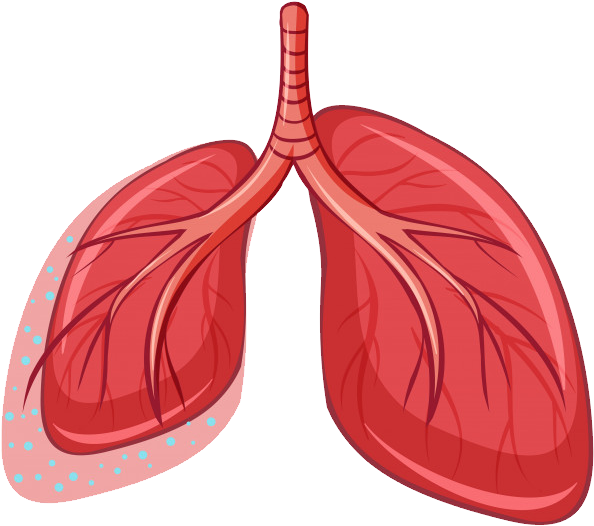 Lungs Vector Png Clipart (650x567), Png Download