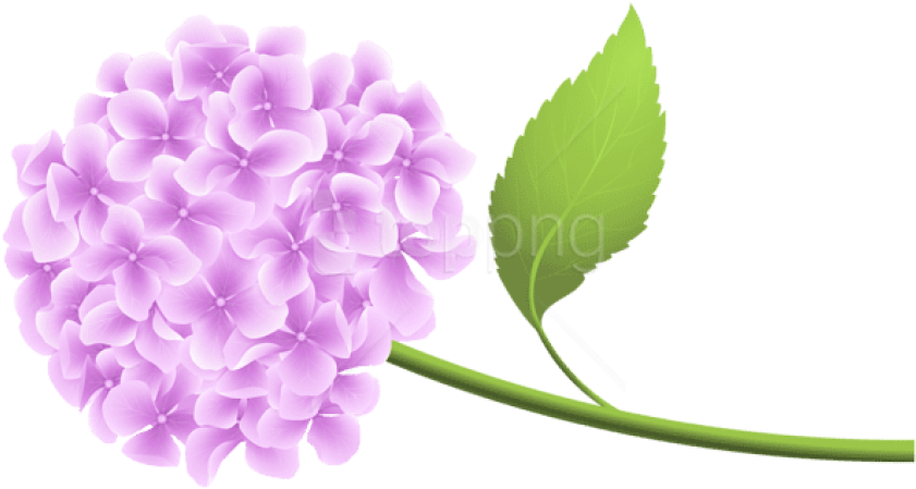 Free Png Download Pink Hortensia Png Png Images Background - Blue Hydrangea Clipart Transparent Png (850x452), Png Download