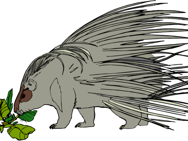 Porcupine Clipart Amimal - Cartoon - Png Download (640x480), Png Download