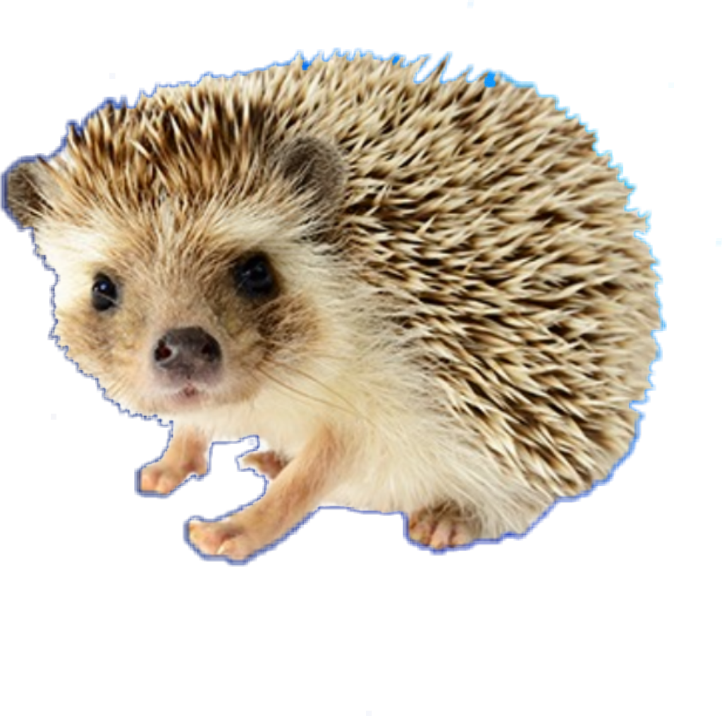 #porcupine - Hedgehog Png Clipart (1024x1016), Png Download