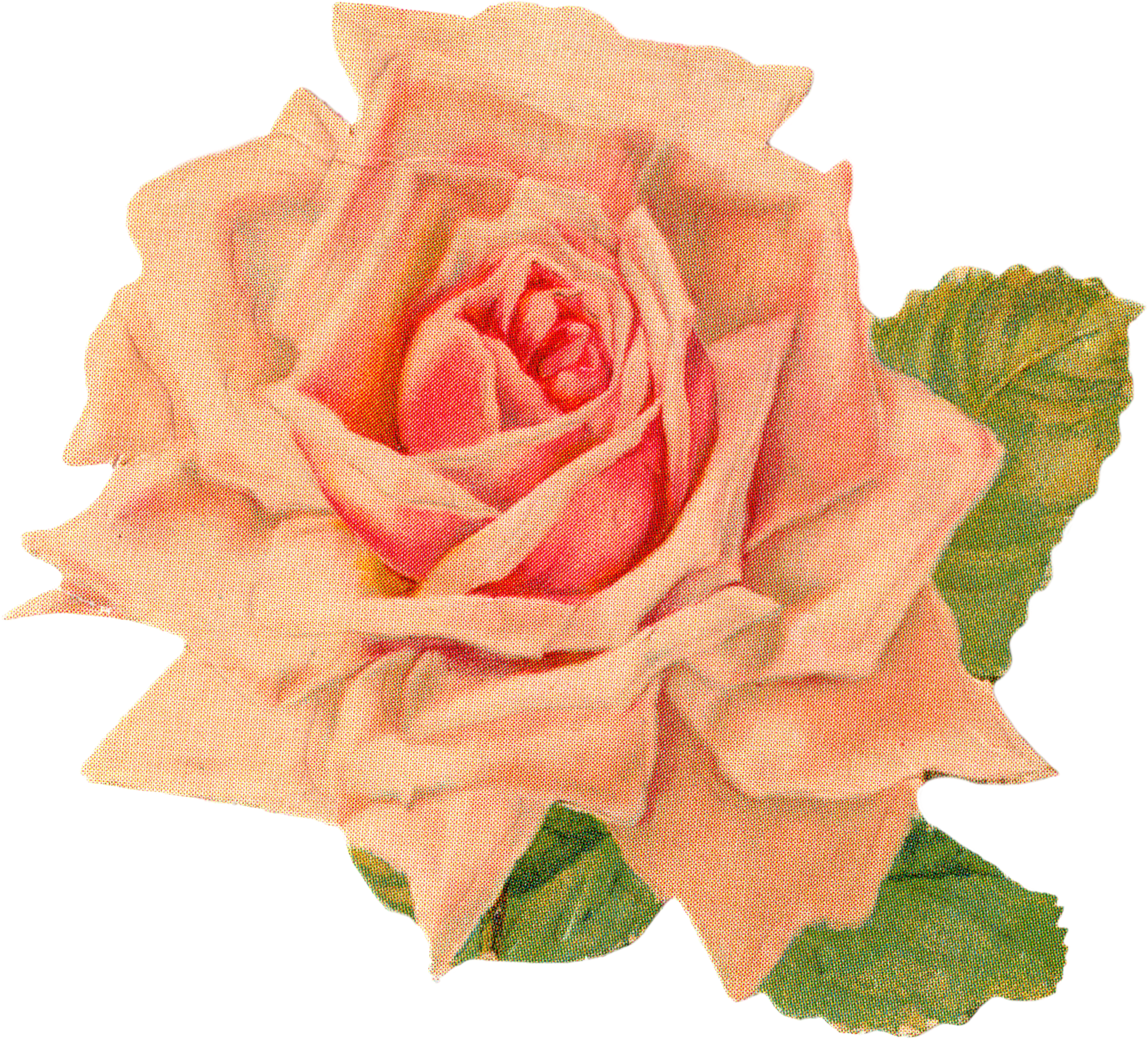 Rose 1 Rose 2 Rose 3 - Vintage Orange Rose Png Clipart (2761x2550), Png Download