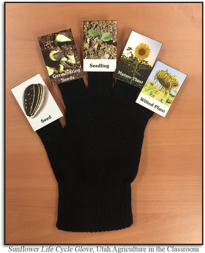 Sunflower Life Cycle Pdf Clipart (720x934), Png Download