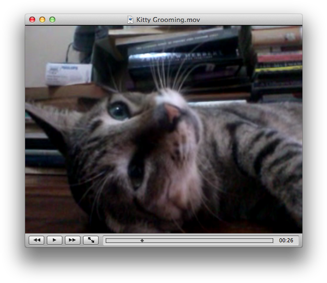 Vlc Plays Avi, Mp4, Flash Video, 3gp, Mkv, And Many - Tabby Cat Clipart (665x578), Png Download