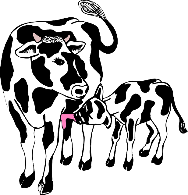 Cow Clipart Mother And Baby - Cow And Calf Cartoon - Png Download (617x640), Png Download